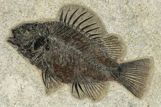 Superb Fossil Fish (Priscacara) - Wyoming #269745