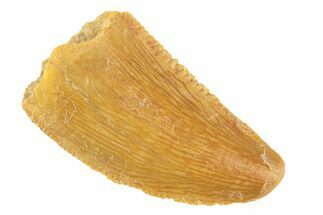 Serrated, Raptor Tooth - Real Dinosaur Tooth #268697