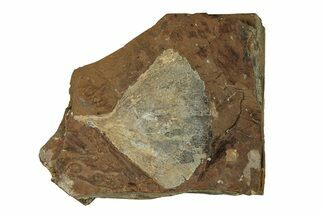 Fossil Ginkgo Leaf From North Dakota - Paleocene #269477