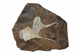 Two Paleocene Fossil Ginkgo Leaves - North Dakota #270184