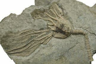 Ordovician Fossil Crinoid (Glyptocrinus) - Ontario #270063