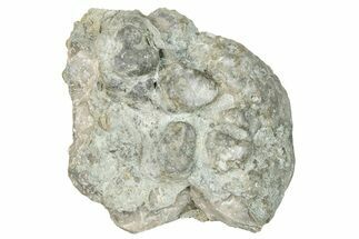 Ordovician Chaetetid Sponge (Solenopora) Fossil - Kentucky #270367