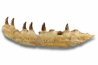 Mosasaur (Eremiasaurus?) Jaw with Six Teeth - Morocco #270872