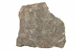 Ordovician Trilobite Mortality Plate (Pos/Neg) - Morocco #267479