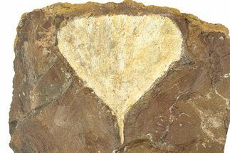 Paleocene Fossil Ginkgo Leaf - North Dakota #271086