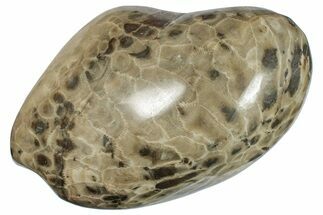 Large, Polished Petoskey Stone (Fossil Coral) - Michigan #271882