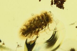 Detailed Fossil Soft Millipede in Baltic Amber #272250