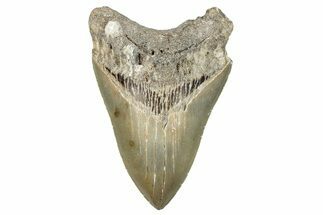 Sharply Serrated, Fossil Megalodon Tooth - North Carolina #272373