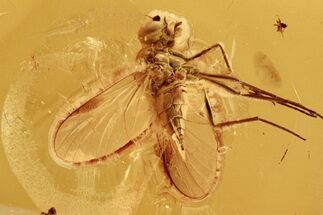 Detailed Fossil Snipe Fly (Symphoromyia) In Baltic Amber #272649