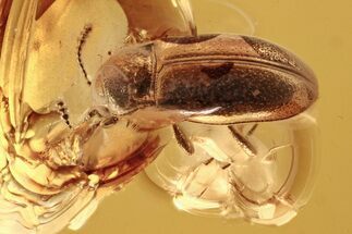 Fossil Handsome Fungus Beetle (Glesirhanis) in Baltic Amber - Enhydro! #272698