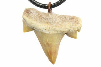 Fossil Serratolamna Shark Tooth Necklace #273597