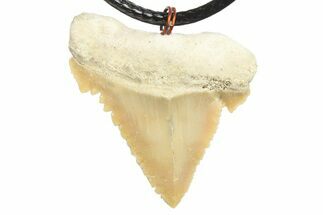 Serrated, Fossil Paleocarcharodon Shark Tooth Necklace #273604