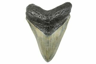 Serrated, Fossil Megalodon Tooth - North Carolina #273950