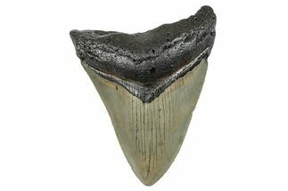 Serrated, Fossil Megalodon Tooth - North Carolina #273956