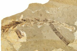 Conifer Needle (Metasequoia) Fossil - McAbee, BC #274126