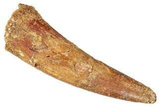 Huge, Fossil Pterosaur (Siroccopteryx) Tooth - Morocco #274345