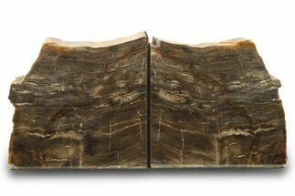 Polished Petrified Wood Bookends - Washington #274865