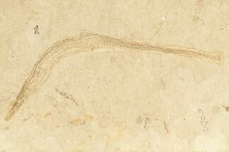 Fossil Pipefish (Syngnathus) - California #274967