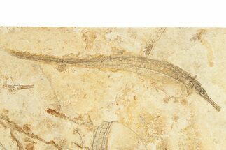 Fossil Pipefish (Hipposyngnathus) - California #274979