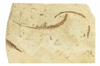 Plate of Fossil Pipefish (Syngnathus) - California #274982