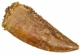 Serrated, Raptor Tooth - Real Dinosaur Tooth #275058