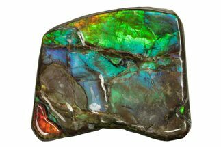 Iridescent Ammolite (Fossil Ammonite Shell) - Blues & Greens #275081