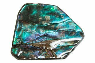 Iridescent Ammolite (Fossil Ammonite Shell) - Rare Teal! #274985