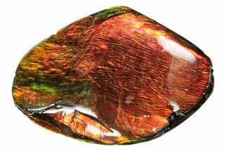 Iridescent Ammolite (Fossil Ammonite Shell) - Brilliant Red! #275000
