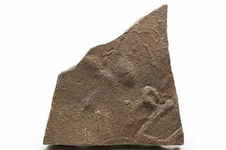 Cruziana (Fossil Arthropod Trackway) Plate - Morocco #274978