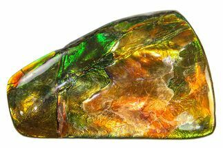 Flashy Ammolite (Fossil Ammonite Shell) - Rainbow Colored #275126