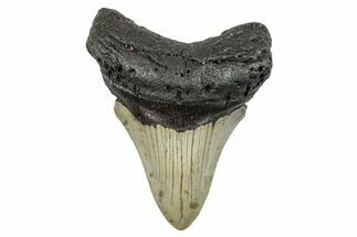 Serrated, Fossil Megalodon Tooth - North Carolina #273996