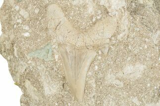 Otodus Shark Tooth Fossil in Rock - Morocco #274922