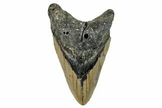Bargain, Fossil Megalodon Tooth - North Carolina #274626