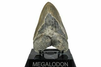 Serrated, Fossil Megalodon Tooth - North Carolina #274790