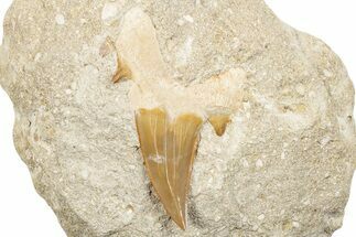 Large Otodus Shark Tooth Fossil in Rock - Morocco #274942