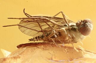 Detailed Fossil Snipe Fly (Rhagionidae) In Baltic Amber #275464