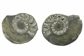 Pyritized Cut Ammonite Fossil Pair - Morocco #276660