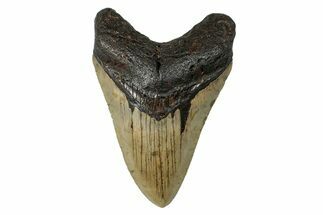 Serrated, Fossil Megalodon Tooth - North Carolina #274004
