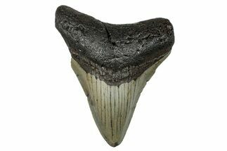 Serrated, Fossil Megalodon Tooth - North Carolina #274008