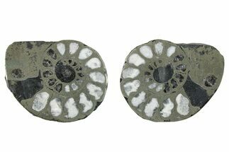 Pyritized Cut Ammonite Fossil Pair - Morocco #276616