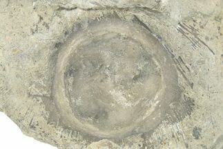 Fossil Edrioasteroid (Isorophus) on Brachiopod - Ohio #277603