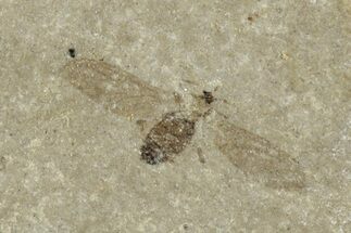 Fossil Fly (Diptera) - Green River Formation, Colorado #278131