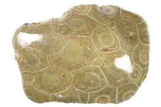 Polished Fossil Coral (Actinocyathus) - Morocco #100672