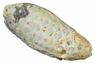 Fossil Seed Cone (Or Aggregate Fruit) - Morocco #277760