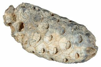 Fossil Seed Cone (Or Aggregate Fruit) - Morocco #277765