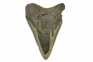 Bargain, Fossil Megalodon Tooth - Serrated Blade #272827