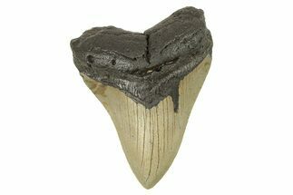 Serrated, Fossil Megalodon Tooth - North Carolina #273051