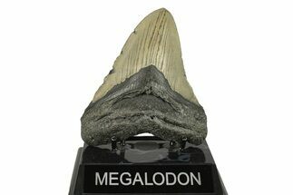 Fossil Megalodon Tooth - North Carolina #272802