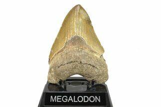 Serrated, Fossil Megalodon Tooth - North Carolina #275535