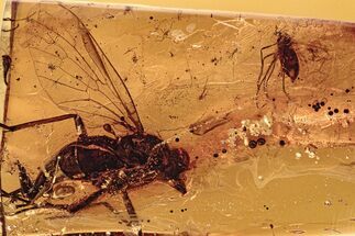 Large Fossil Snipe Fly and Two True Midges In Baltic Amber #278742